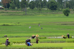 Ученые: Ментальность народов зависит от их посевных культур