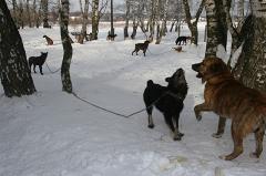 На Урале придумали спрей для очистки газонов после выгула собак