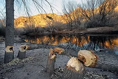 Ученые из 23 стран обсуждают «бобровый менеджмент» в Воронеже