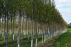 Власти поддержат инициативу березовчан о создании для городов «зеленых щитов»