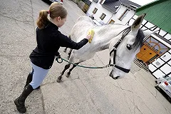 В поселке Исток отремонтируют уникальную конную школу