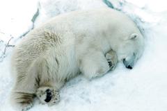 В екатеринбургском зоопарке медведи легли в спячку