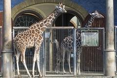 Еще один зоопарк в Дании намерен умертвить жирафа