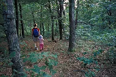 В ближайшее время в Екатеринбурге начнут обрабатывать парки от клещей