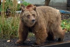 Медведи в Екатеринбургском зоопарке впали в спячку