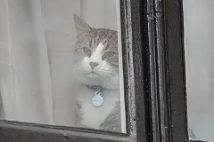 Ассанжа заставили заботиться о коте