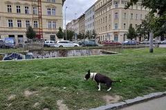 Над Екатеринбургом ставят экскремент. Владельцы собак объяснили, почему за ними не убирают