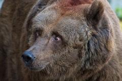 Медведь загрыз электрика на нефтегазовом месторождении в Тюменской области