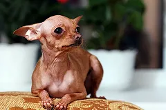 В Екатеринбурге собаки напали на девочку. Возбуждено уголовное дело