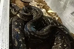 «Мужу хотелось змею и я ему подарила». История удава, живущего в семье екатеринбуржцев