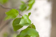 В Екатеринбурге появятся более 8000 новых деревьев