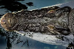 В озере на Крите появился крокодил