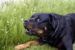 Для владельцев собак «социально опасных пород» введут «ОСАГО»