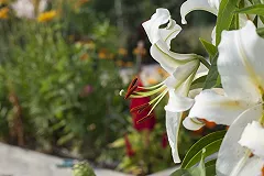 Магнитогорского водителя лишили прав за раздавленную сумку с продуктами