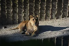 Девочка, на которую набросилась львица в цирке, помещена в кому
