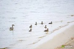 Орлов поручил квартальным Сортировки следить за чистотой прибрежной зоны ВИЗ-пруда