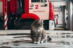 В Екатеринбурге появился кот-спасатель