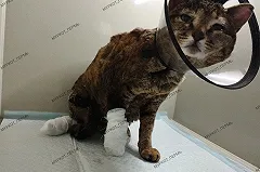 «Его уже уволили». На пермском предприятии заживо сжигали кошек