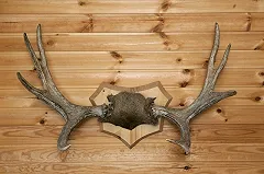 Тюменские браконьеры убивали лосей с параплана