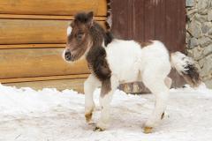 В Екатеринбургском зоопарке у миниатюрных американских лошадей пополнение