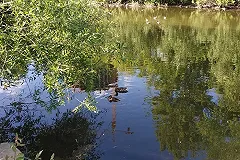 Екатеринбуржец спас утят на Кольцовском тракте, опаздывая в аэропорт