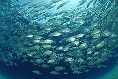 В Тихий океан вернулась скумбрия