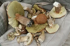 Полиция с помощью SMS нашла двух глухонемых грибников в тайге