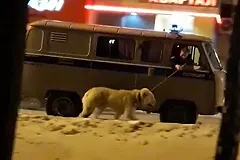 Пса-дебошира, которого полицейские «конвоировали» на УАЗе, вернули хозяину