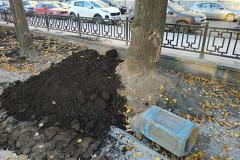 Общественник назвал «чудовищным» состояние деревьев в сквере у Оперного