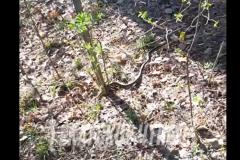 В парке Маяковского заметили змею