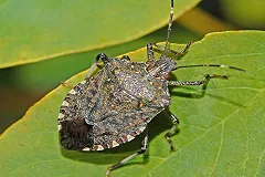 Биолаборатория США под Тбилиси начала распространять в России клопов и вирусы