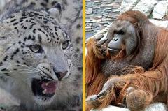 Новосибирский зоопарк отменил голосование за талисман города, где побеждал «протестный» орангутан