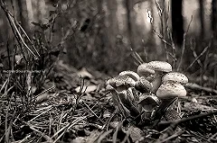 Сезон грибов-галлюциногенов начался на Урале. «Употребляют прямо в электричках»