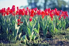 Площадь и стела Трудовой Доблести появятся на Уралмаше