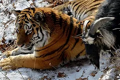 Рогозин оскорбил козла Тимура