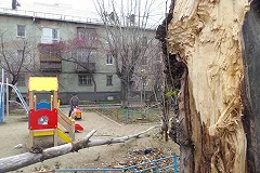 Дерево из-за сильного ветра рухнуло на автомобиль на ВИЗе