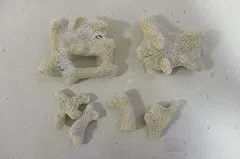 Уральские таможенники изъяли у пассажирки в Кольцово кораллы