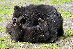 Сбившие медведя железнодорожники объяснили свой поступок