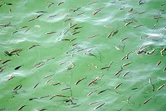 УГМК выпустил в Красноуральское водохранилище молодь сазана