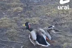 В Екатеринбурге школьница на самокате жестоко проехала по утке и скрылась