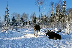 Охотовед: Лося убили, чтобы продать его ноги придорожному кафе