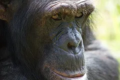 Обезьяны научились сбивать беспилотники