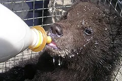 В Приморье полицейские изъяли из жилого сектора двух медвежат, вышедших в город