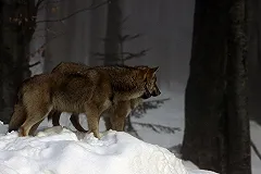 В Гарях могут отдать под суд мужчину, отпугнувшего зашедшего в поселок волка