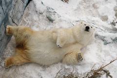 В Екатеринбургском зоопарке умер медведь Умка, проглотив детский мяч