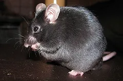 Появилась новая версия об отравлении учеников СУНЦ