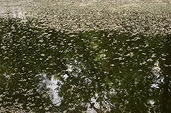 Липович пообещал избавить екатеринбуржцев от тополиного пуха