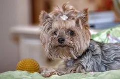 Собака спасла жильцов от взрыва газа в жилом доме в Новоуральске