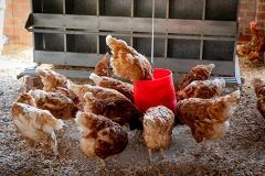 Минсельхоз объяснил подорожание курятины сезонным ростом спроса