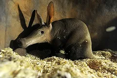 В Екатеринбургском зоопарке появились детёныши трубкозуба и ленивца